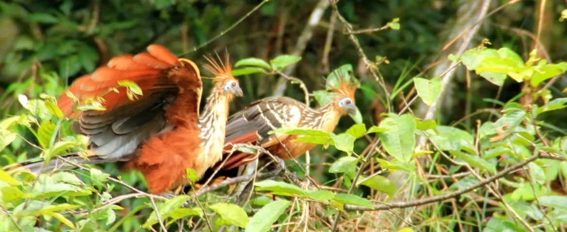 hoatzin ecuador banner