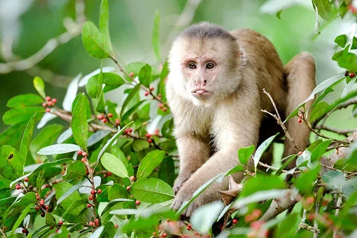 kapuzineraffe yasuni nationalpark