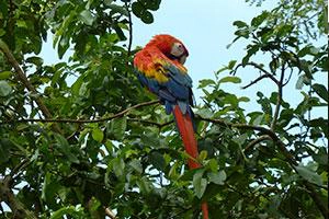 Papagei im Amazonasgebiet Kolumbien