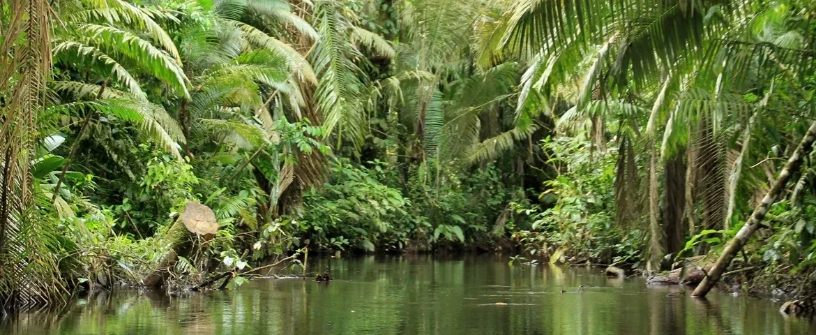la selva fluss ecuador banner