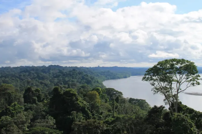 la selva regenwald