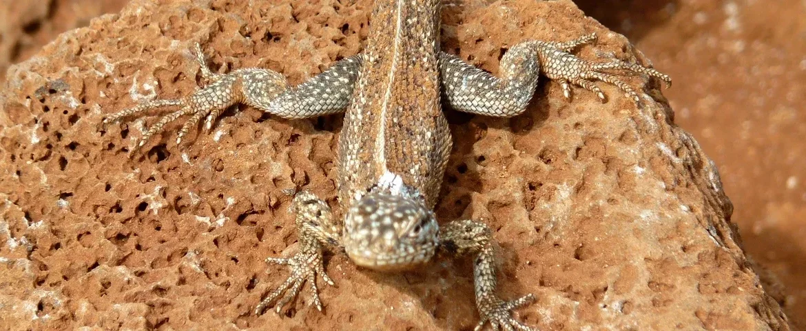leguan dragon hill galapagos banner