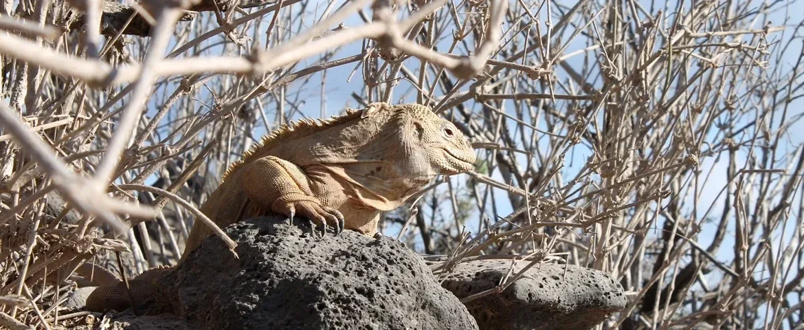 leguan santa fe galapagos banner