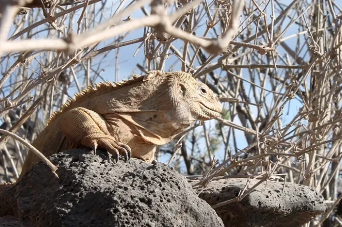 leguan santa fe galapagos