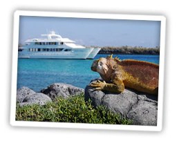 galapagos reisebericht leguan