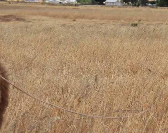 Eine Llama steht majestätisch in den ecuadorianischen Anden, umgeben von grünen Bergen und klarem Himmel.