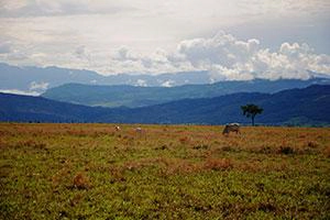 Los Llanos Region Kolumbien