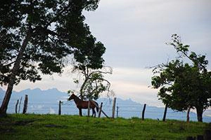Los Llanos Region Kolumbien