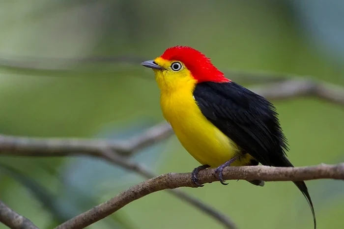 manakin voegel yasuni nationalpark