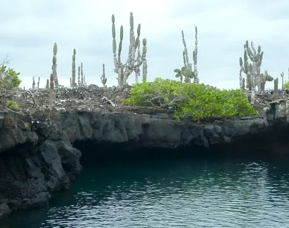 moreno point isabela galapagos banner
