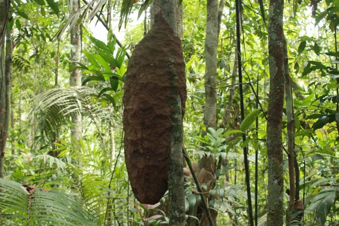 nest cuyabeno
