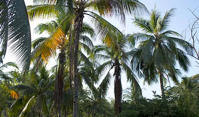 Palmen im Tayrona Nationalpark