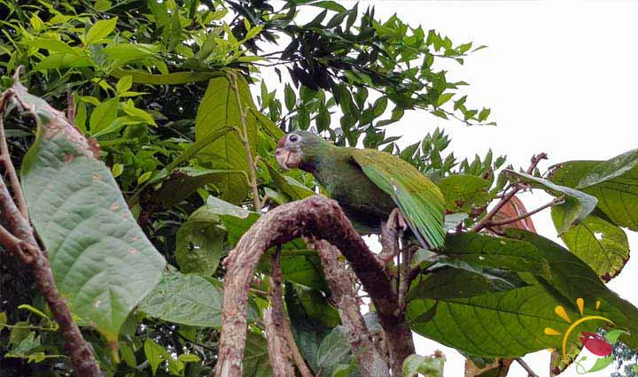 Papagai im Regenwald bei Puyo
