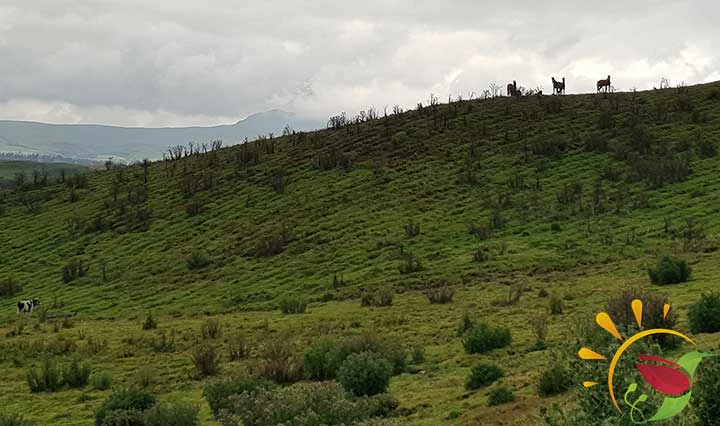 Paramo Landschaft in den Anden in Ecuador