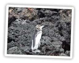 Pinguin auf den Galapagos Inseln