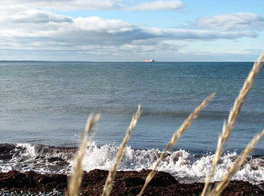 Punta Arenas ist der Ideale Ausgangspunkt für Walbeobachtungen
