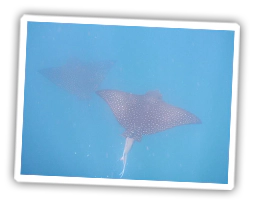 Galapagos unter Wasser - Rochen