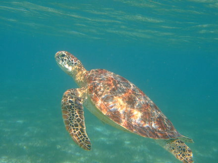 Riesenschildkröte Galapagos-Inseln