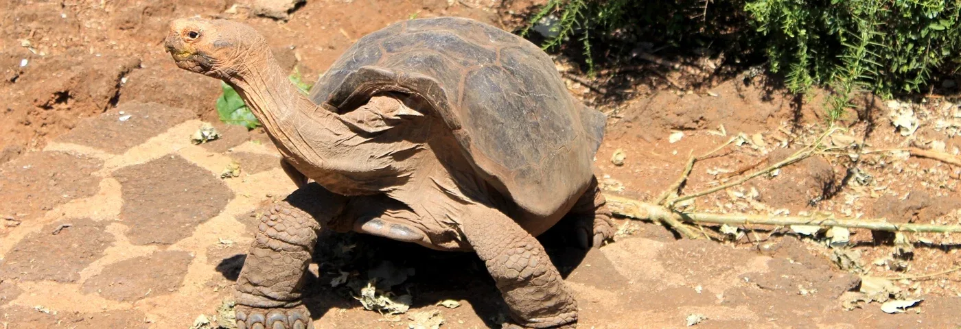schildkroete darwin station galapagos banner