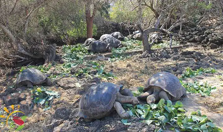 Schildkröten im Charles Darwin Forschungszentrum auf Galapagos