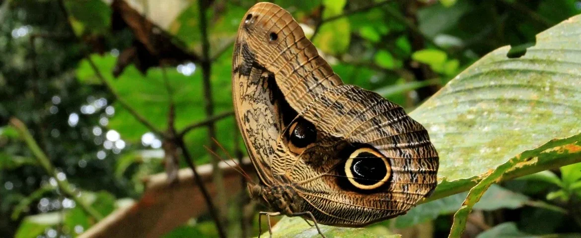 schmetterling yasuni ecuador banner