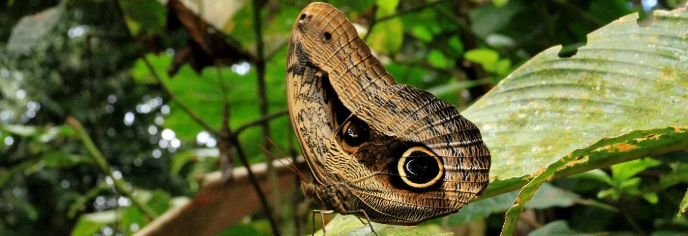 schmetterling yasuni ecuador banner