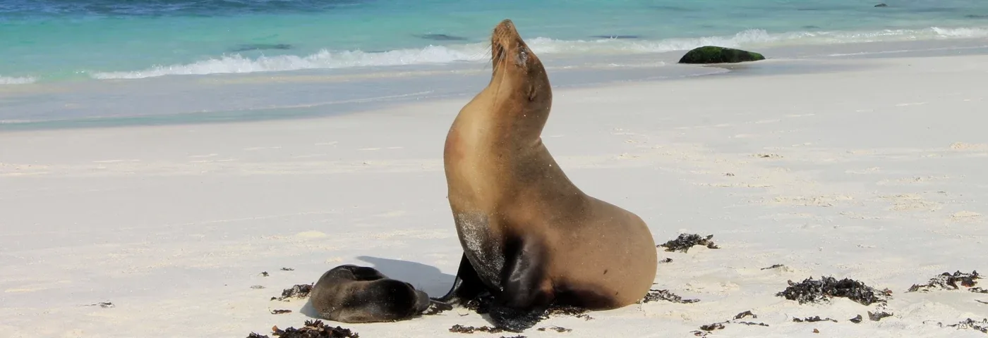 seeloewe gardner bay galapagos banner
