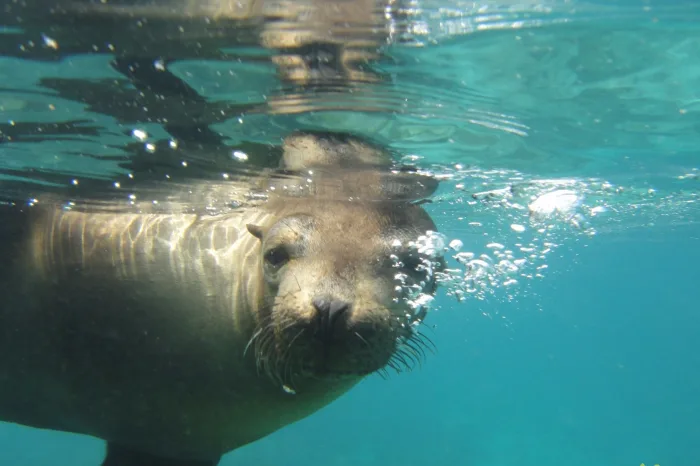 seelöwe im wasser