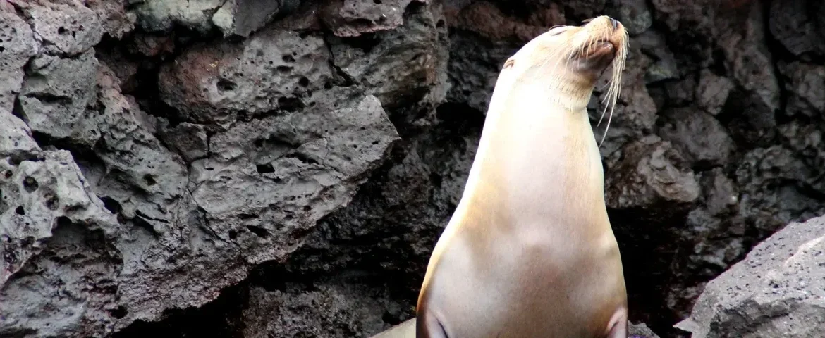 seeloewe insel genovesa galapagos banner