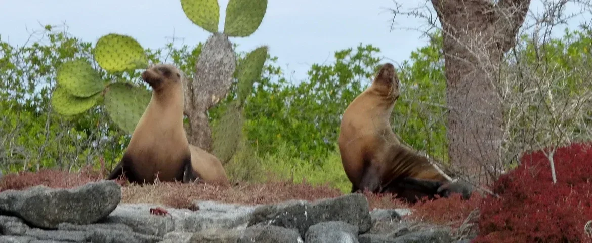 seelöwen insel floreana galapagos banner