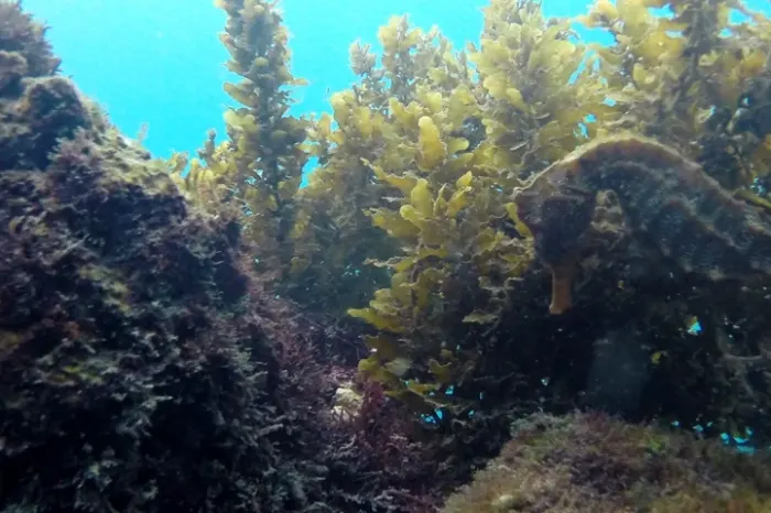 seepferdchen tauchen galapagos