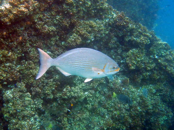 ein silbriger Fisch im Pazifik bei Galapagos