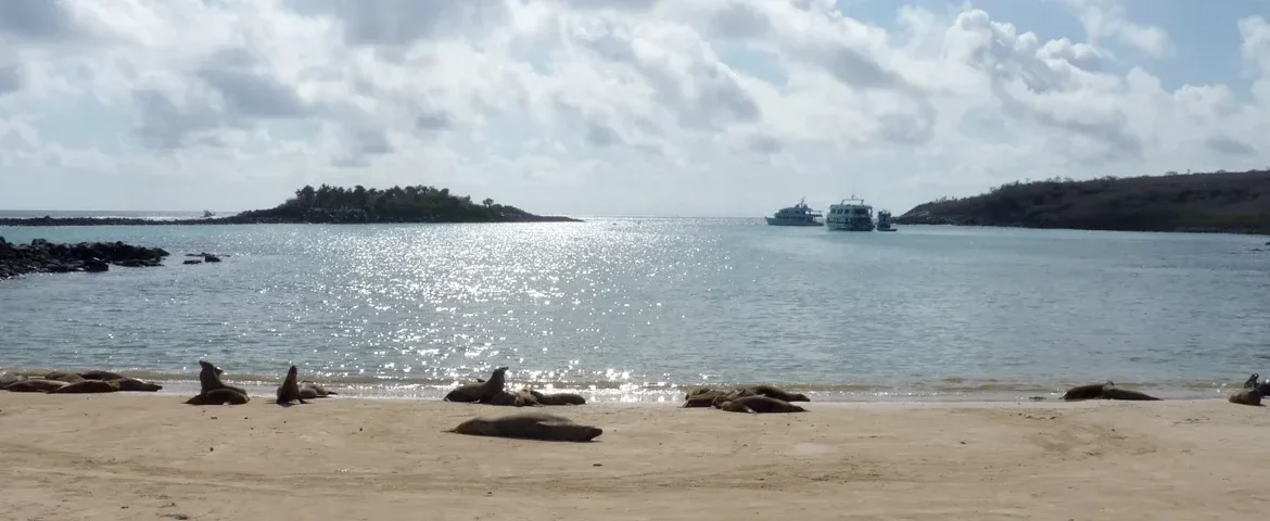 strand santa fe seeloewen galapagos banner