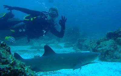 Hai auf Tauchgang mit Galapagos Yacht Nautilus