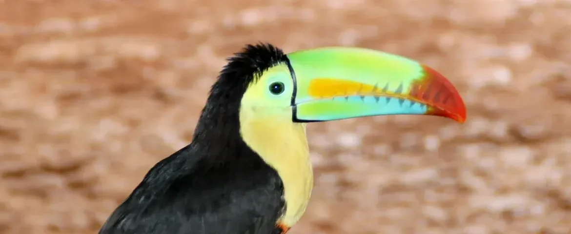 tucan panama banner