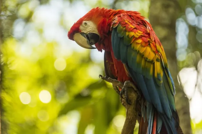 vogelbeobachtung la perla papagei