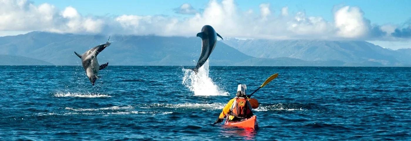walbeobachtung patagonien chile banner
