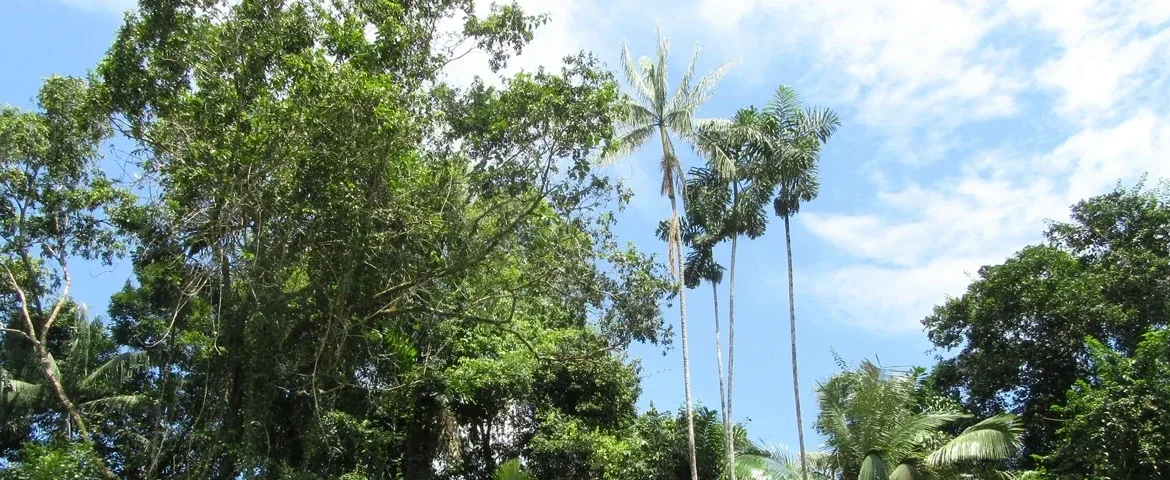 wald cuyabeno ecuador banner
