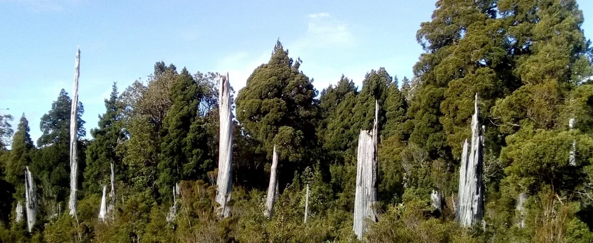 wald mapu trek banner