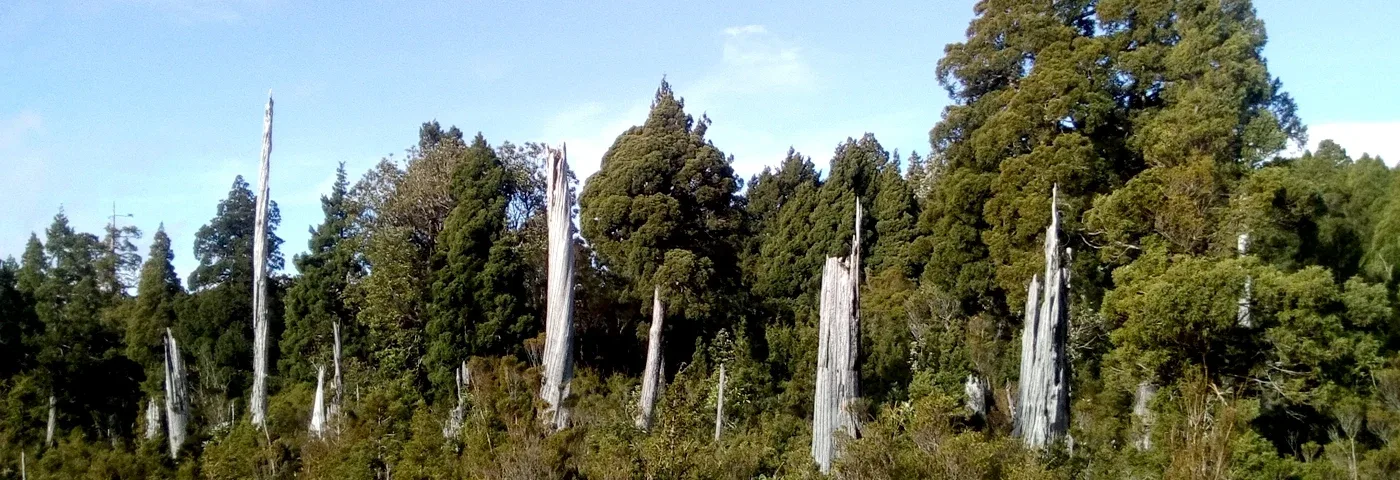 wald mapu trek banner
